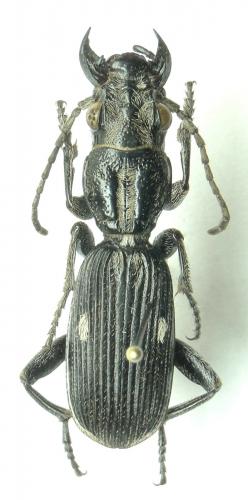 Anthia aequilatera